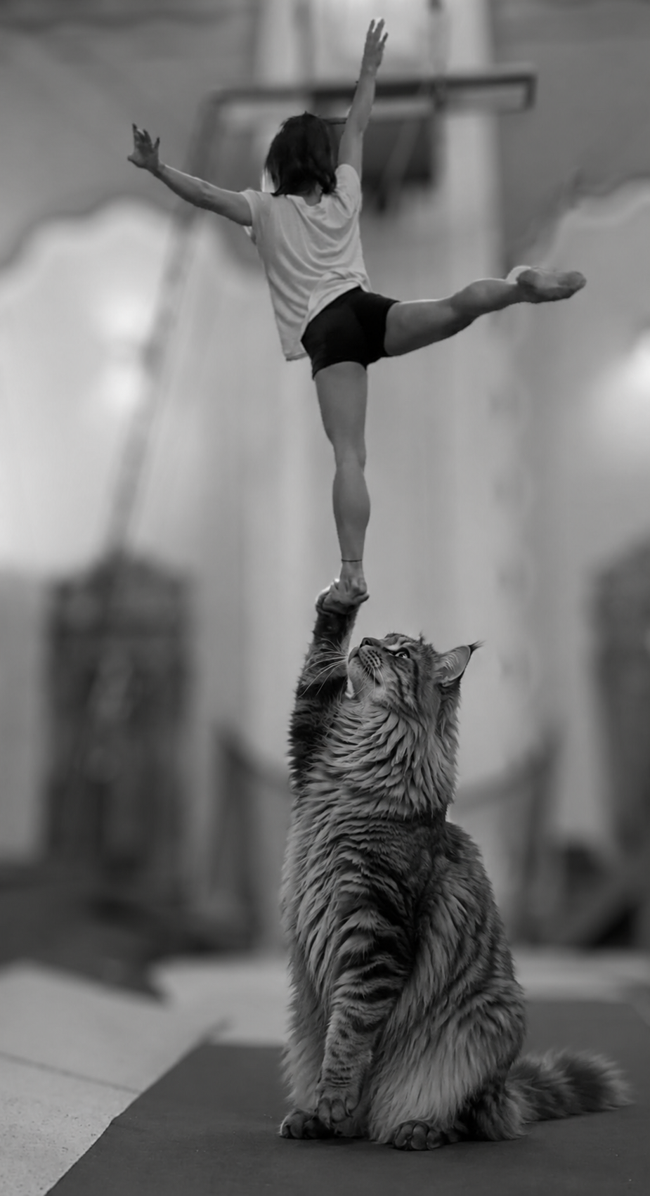 A load-bearing cat holding an acrobat on one raised paw